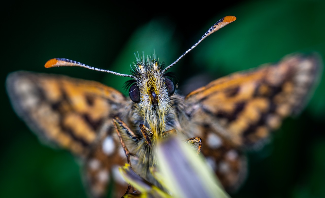 butterfly  skipper  portrait free photo