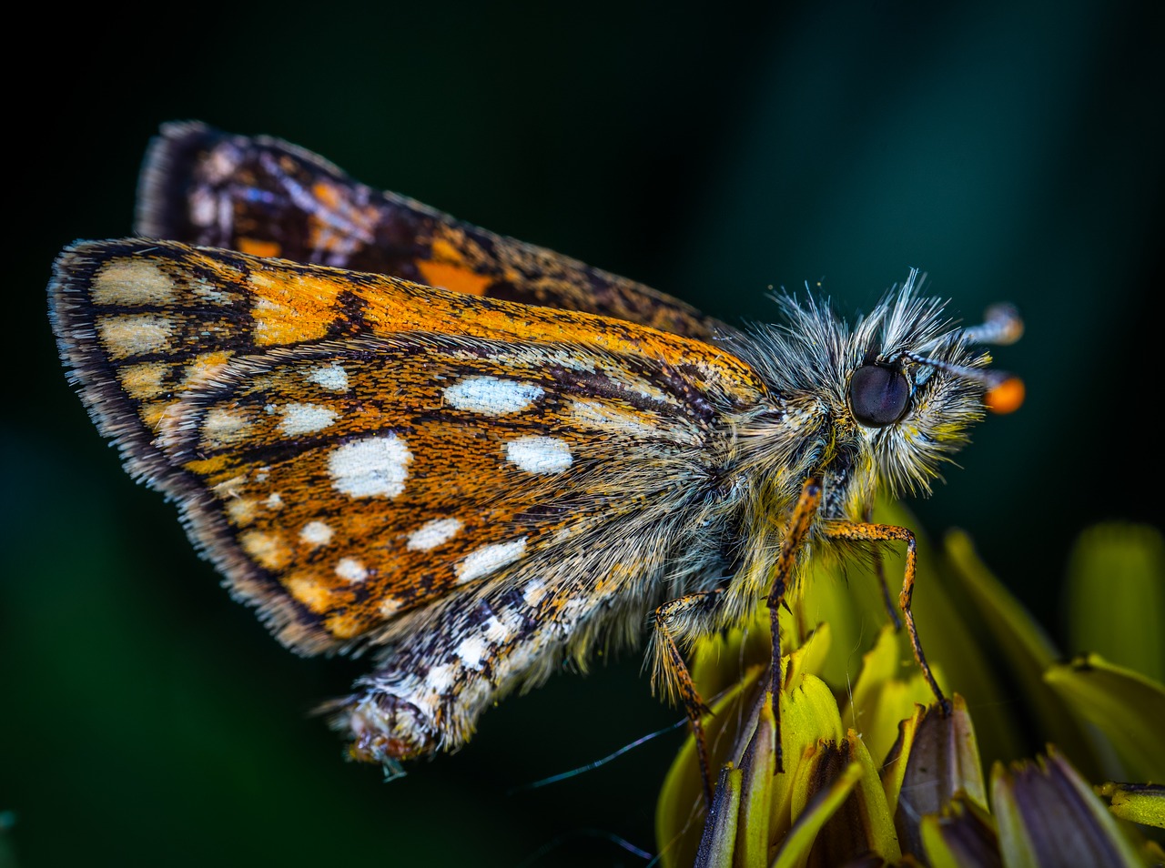 butterfly  insect  skipper free photo