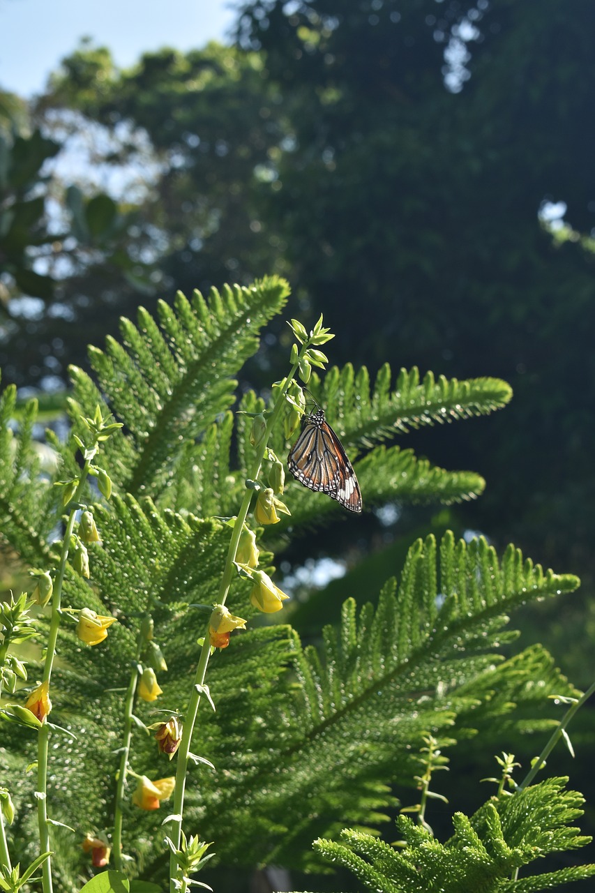 butterfly  plant  butterfly on plant free photo