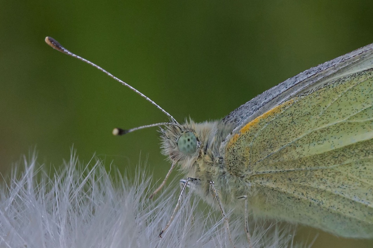 butterfly  dandelion  macro free photo