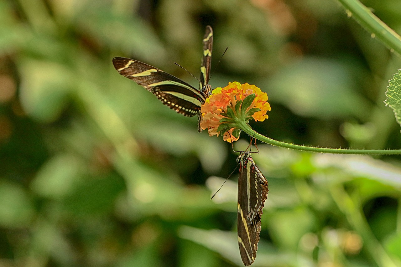 butterfly  flower  tropical free photo