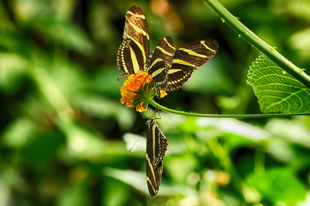 butterfly  flower  tropical free photo