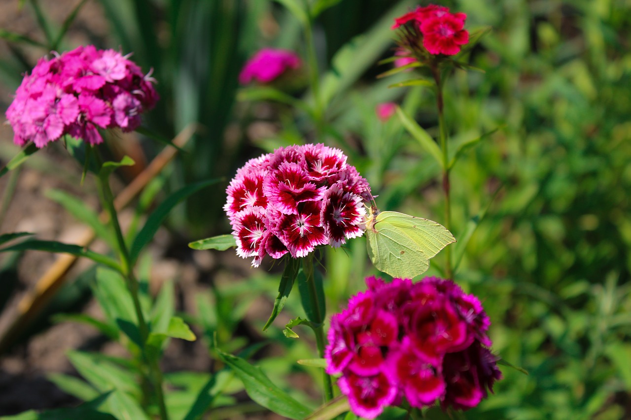 butterfly  flower  insect free photo