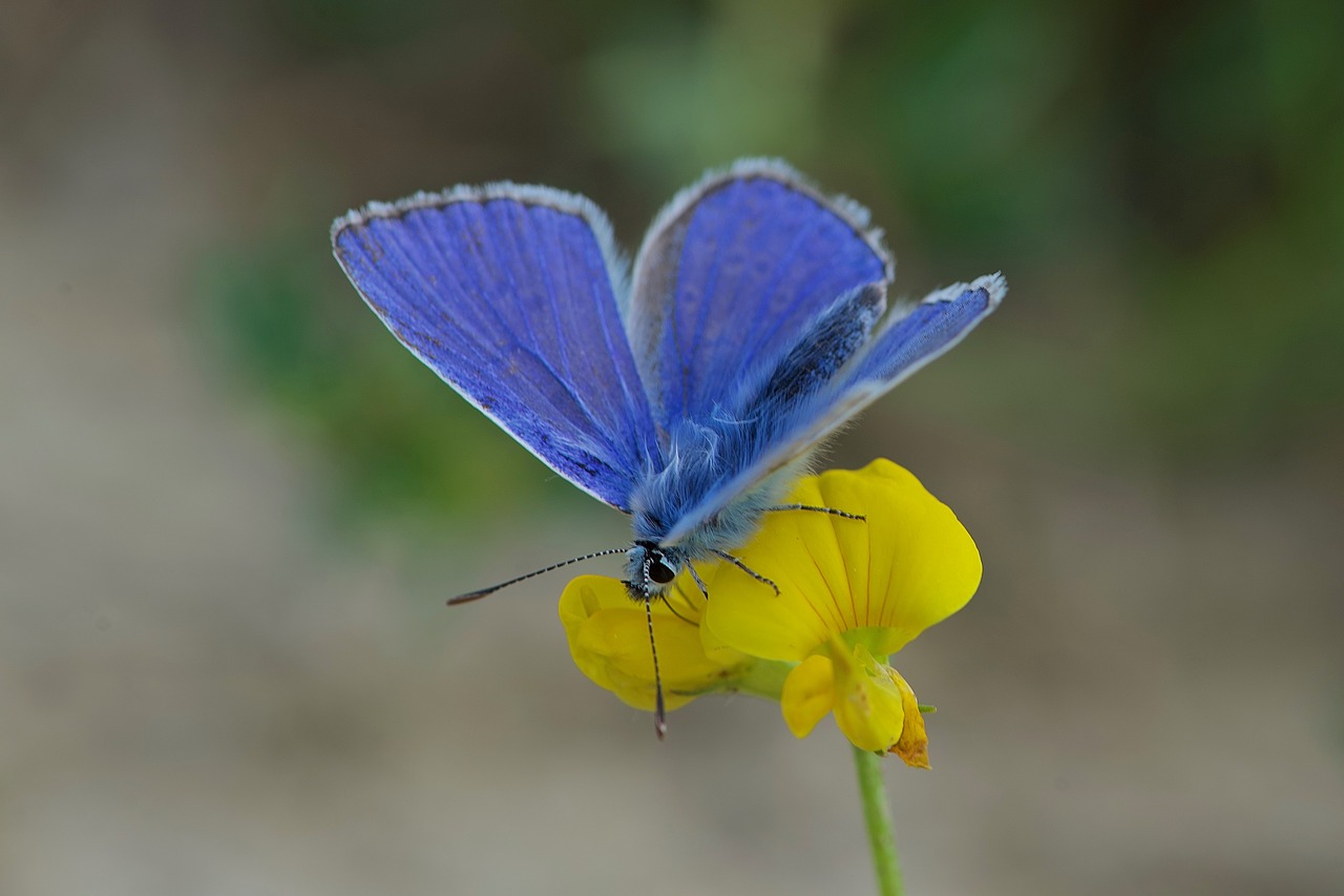 butterfly  azure  male free photo