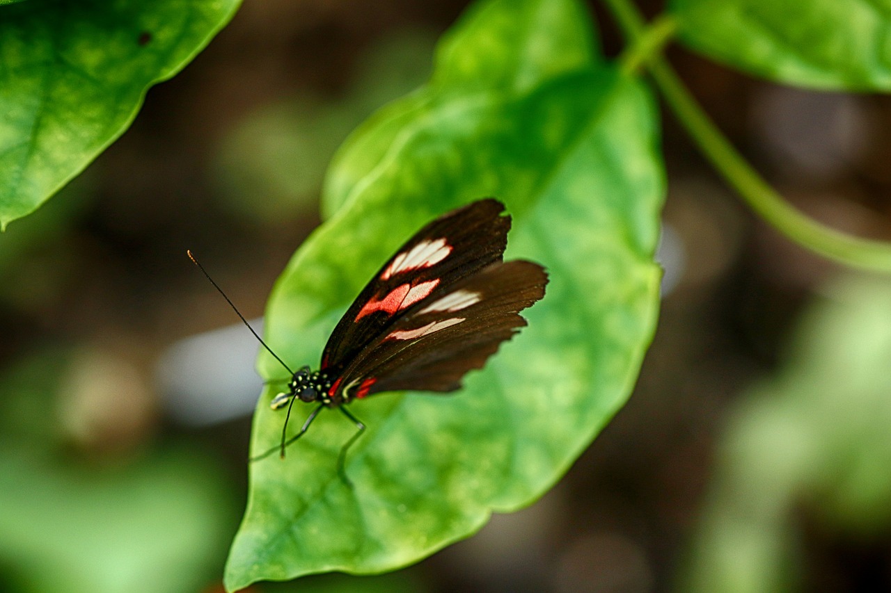 butterfly  insect  tropical free photo