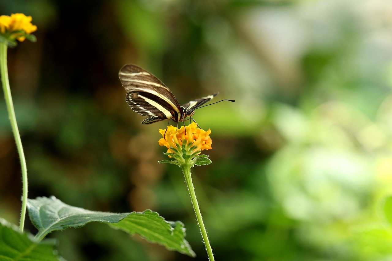 butterfly  insect  tropical free photo