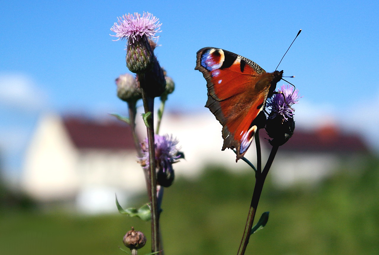 butterfly  nature  insect free photo