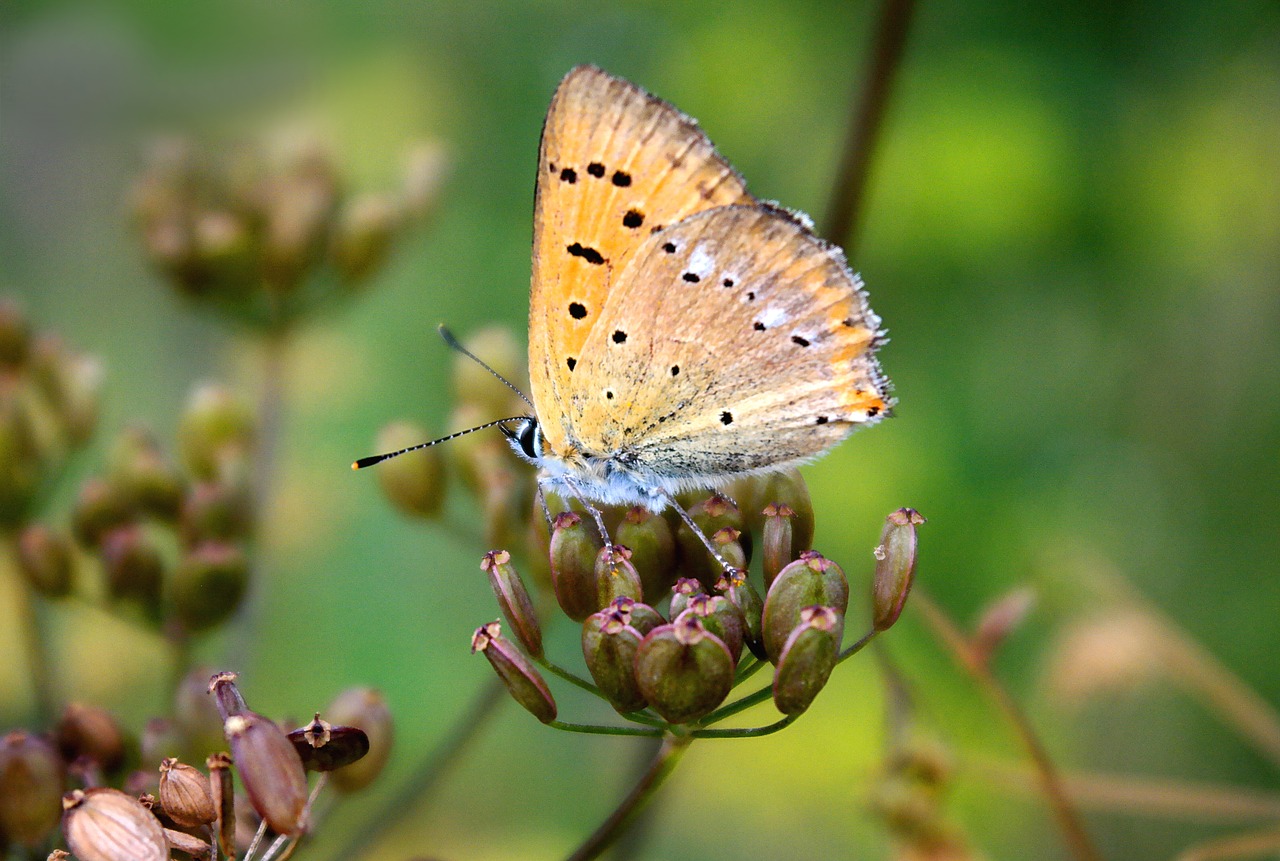 butterfly  nature  macro free photo