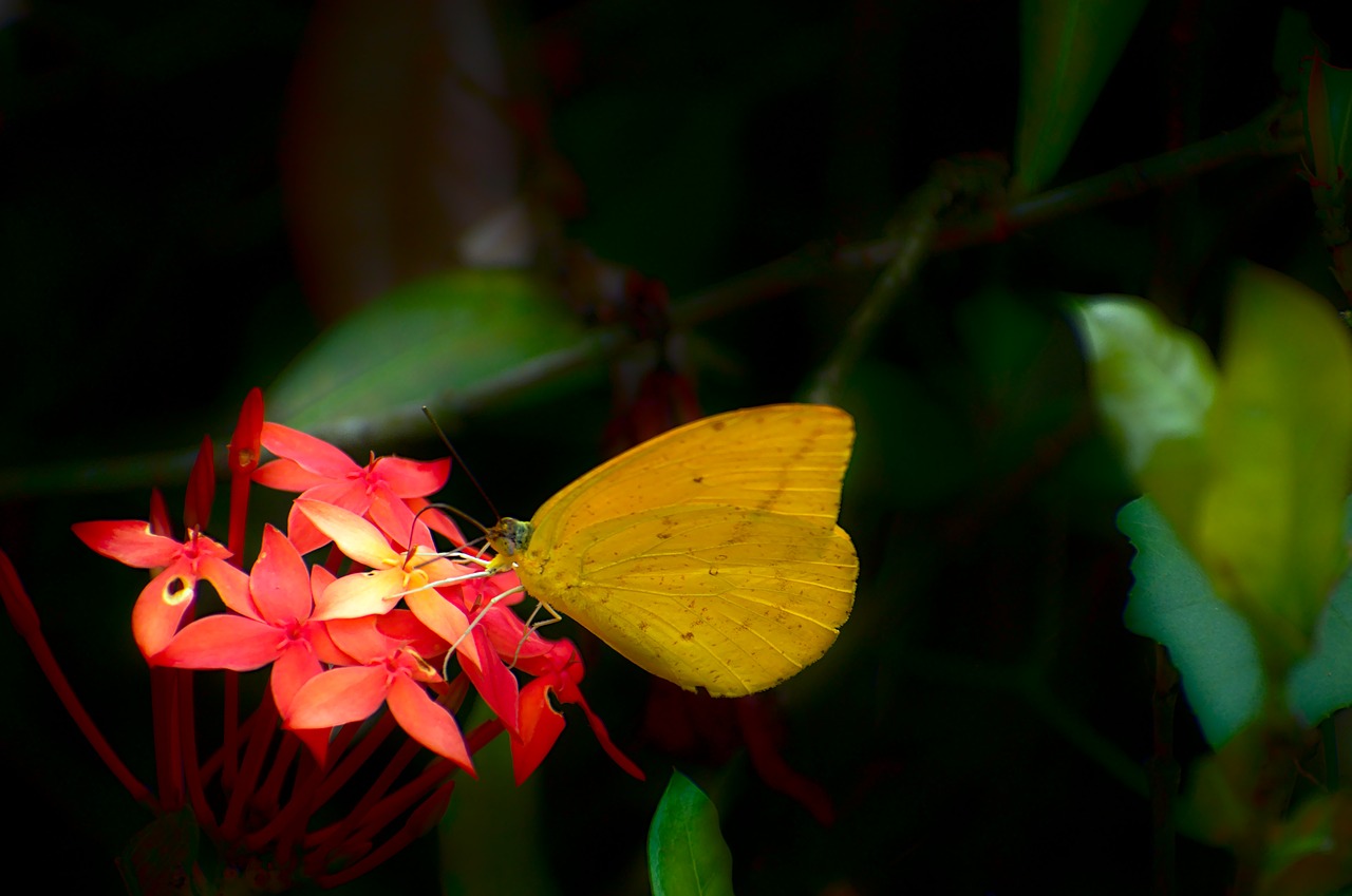 butterfly  flowers  insect free photo