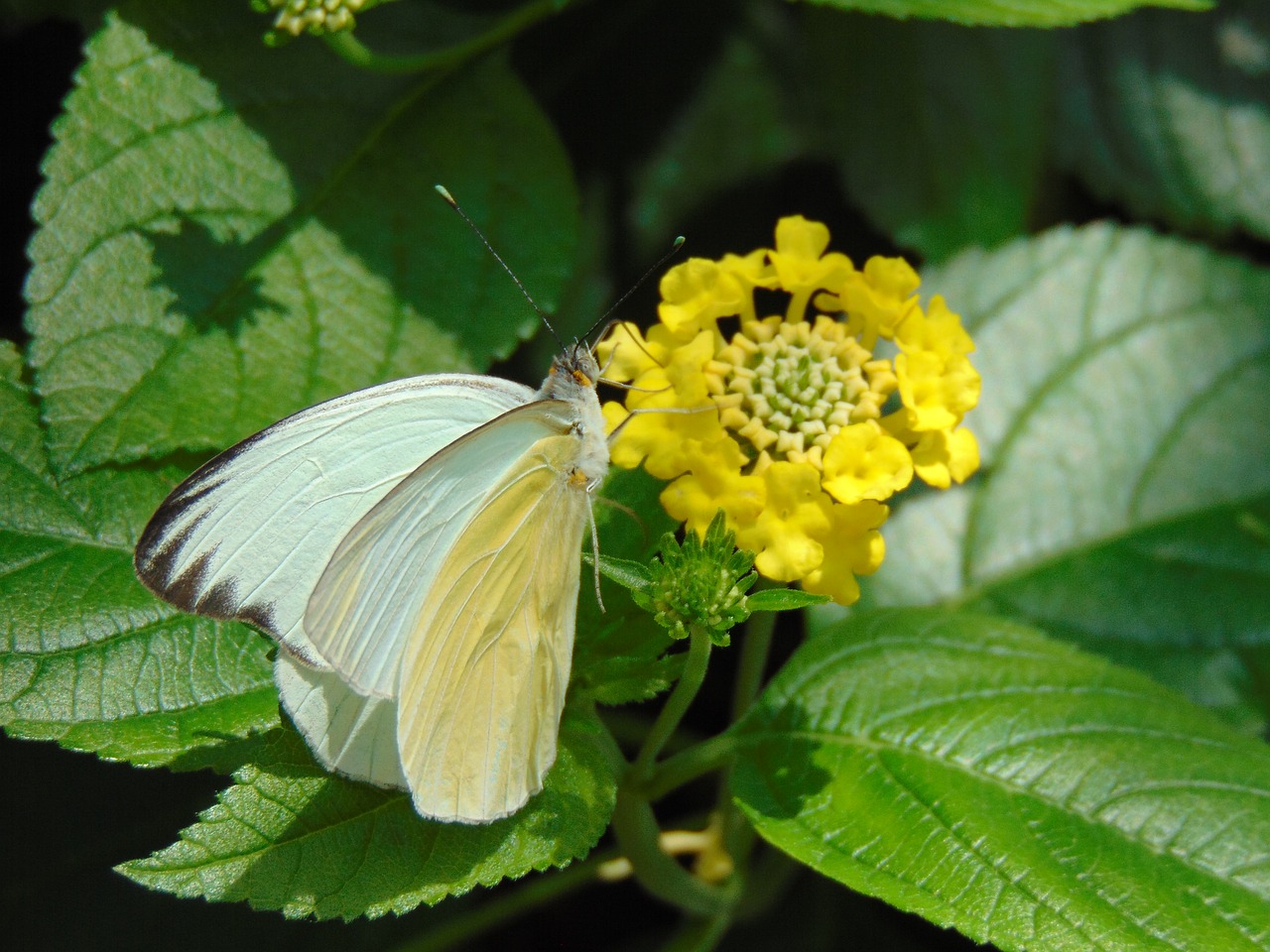 butterfly  spring  floral free photo