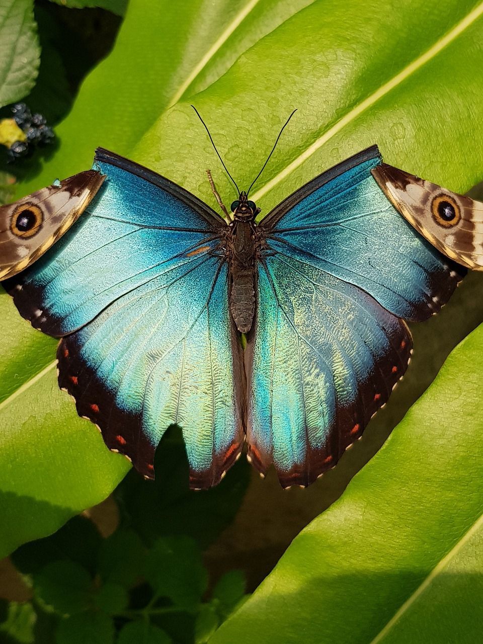 butterfly  tropical  sunny free photo