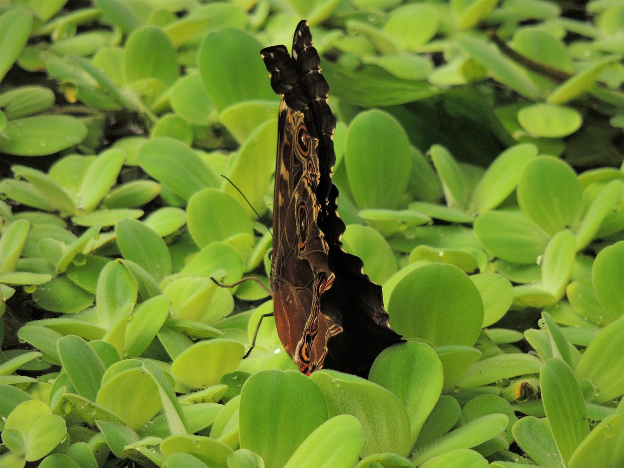 butterfly  letter  green free photo