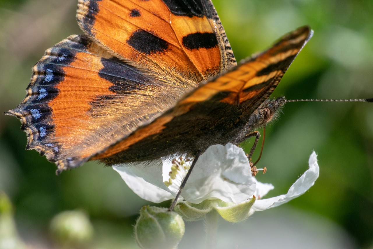 butterfly  insect  macro free photo