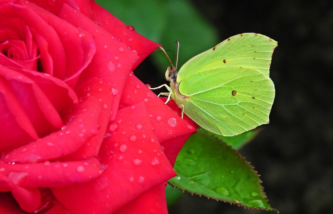 butterfly  insect  sulphur butterfly free photo