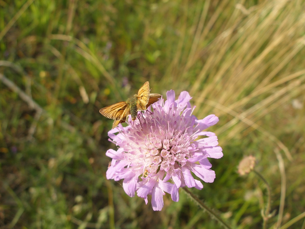 butterfly  blossom  bloom free photo