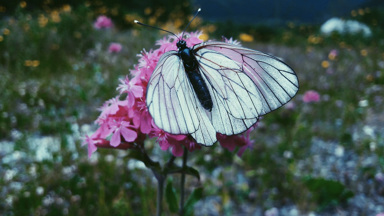 butterfly  nature  flower free photo