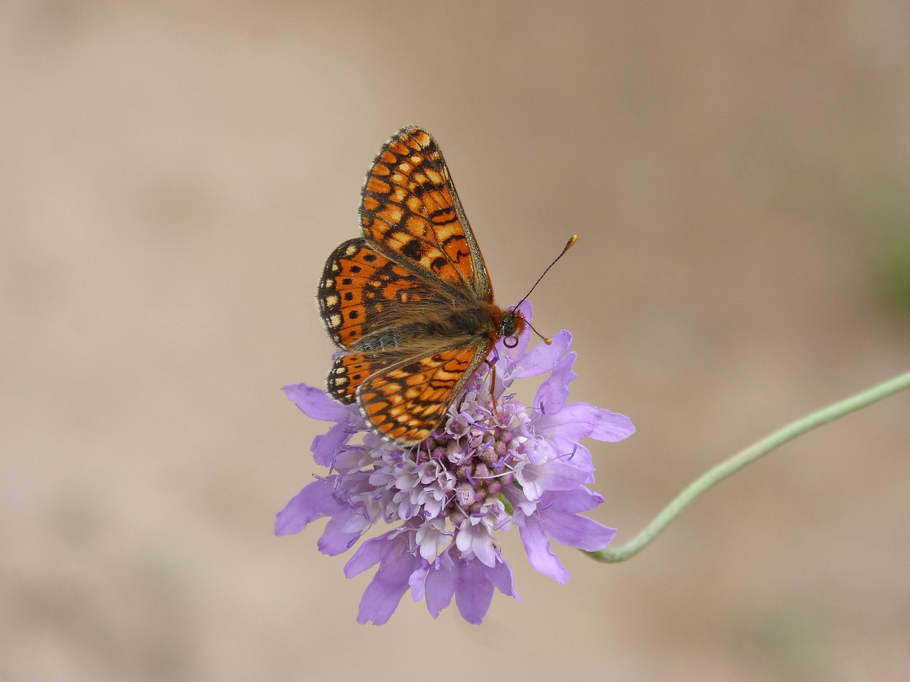 butterfly  damero knapweed  melitaea phoebe free photo