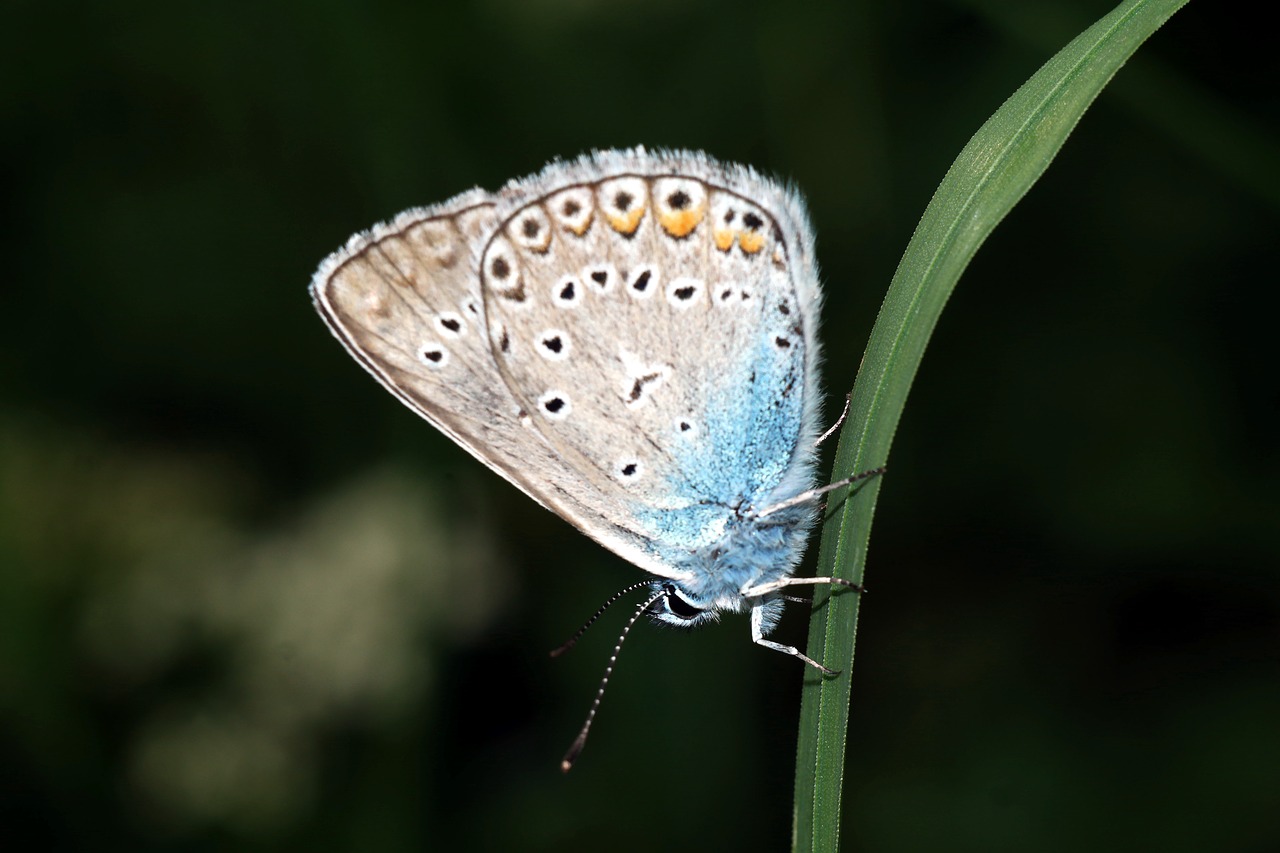 butterfly  macro  nature free photo