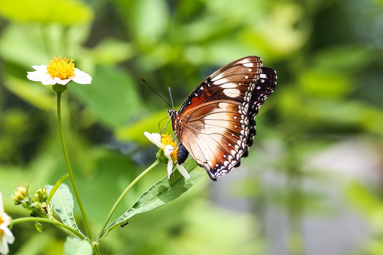 butterfly  animal  nature free photo