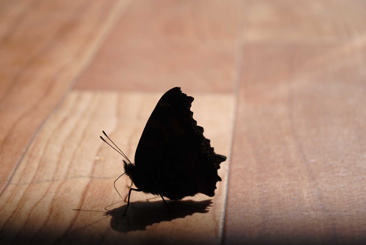 butterfly  silhouette  insect free photo