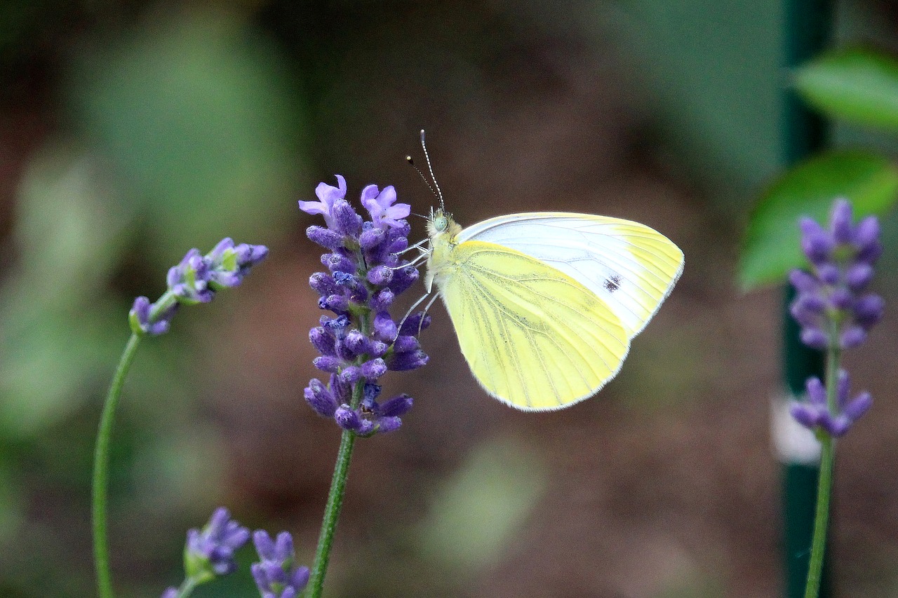 butterfly  lavender  yellow free photo