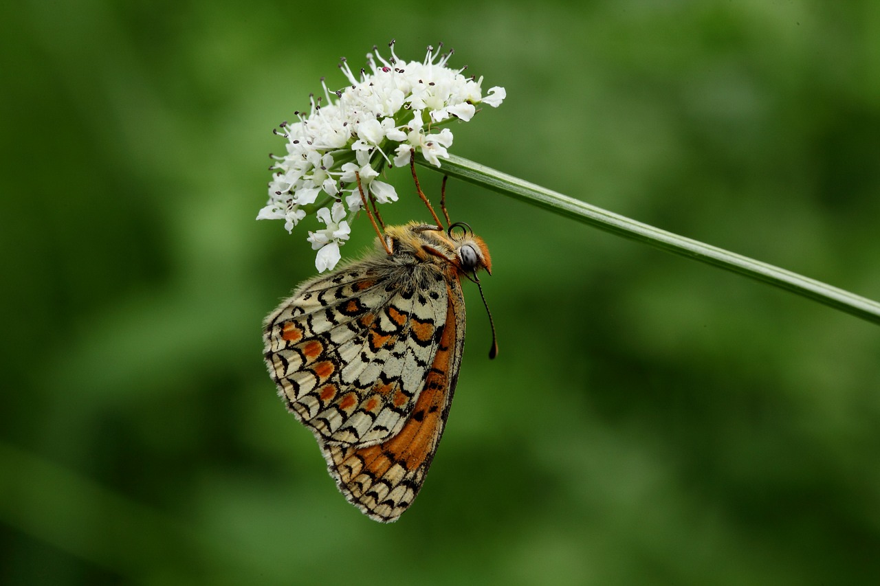 butterfly  flower  macro free photo