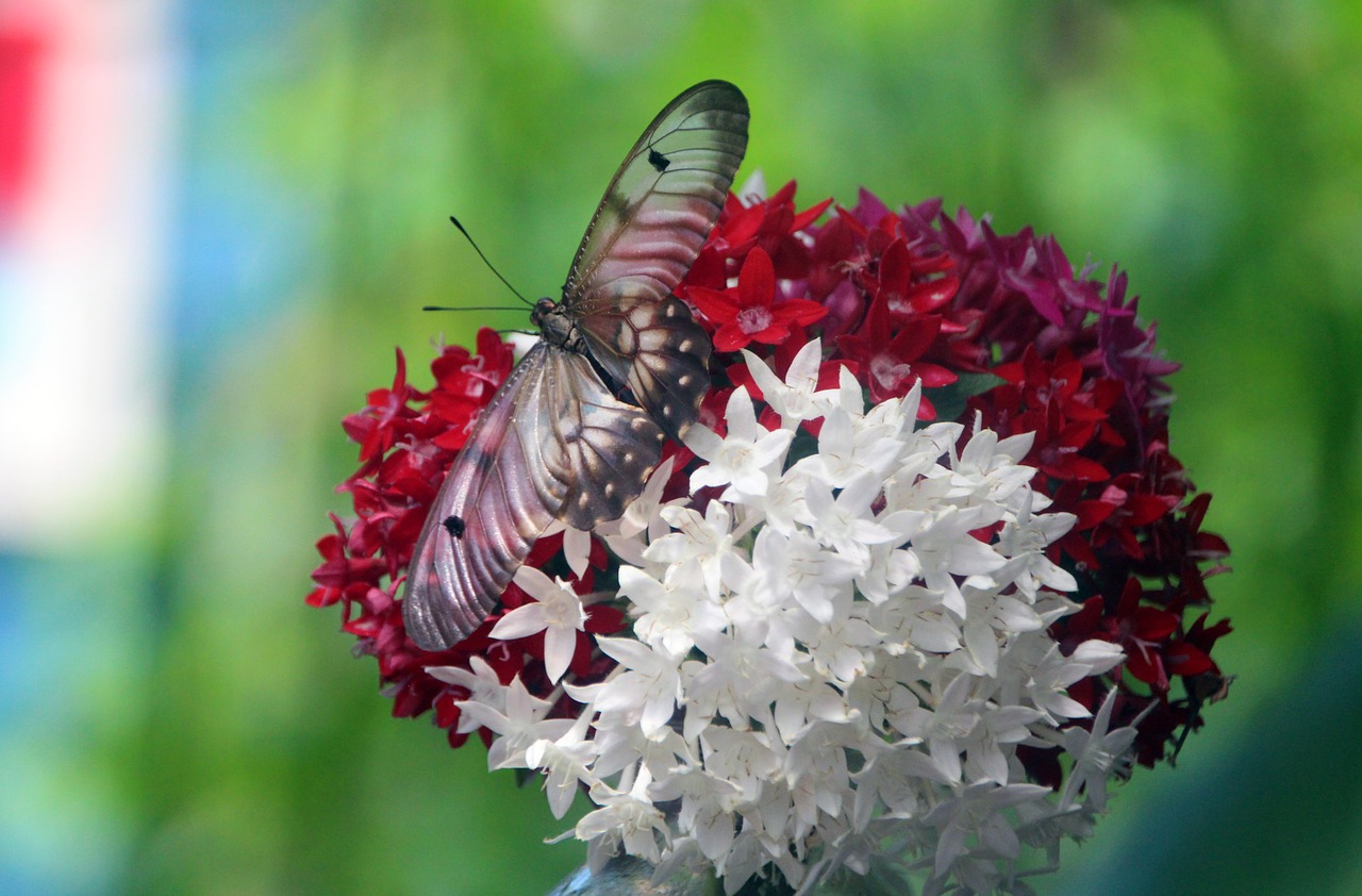 butterfly  flowers  red flowers free photo