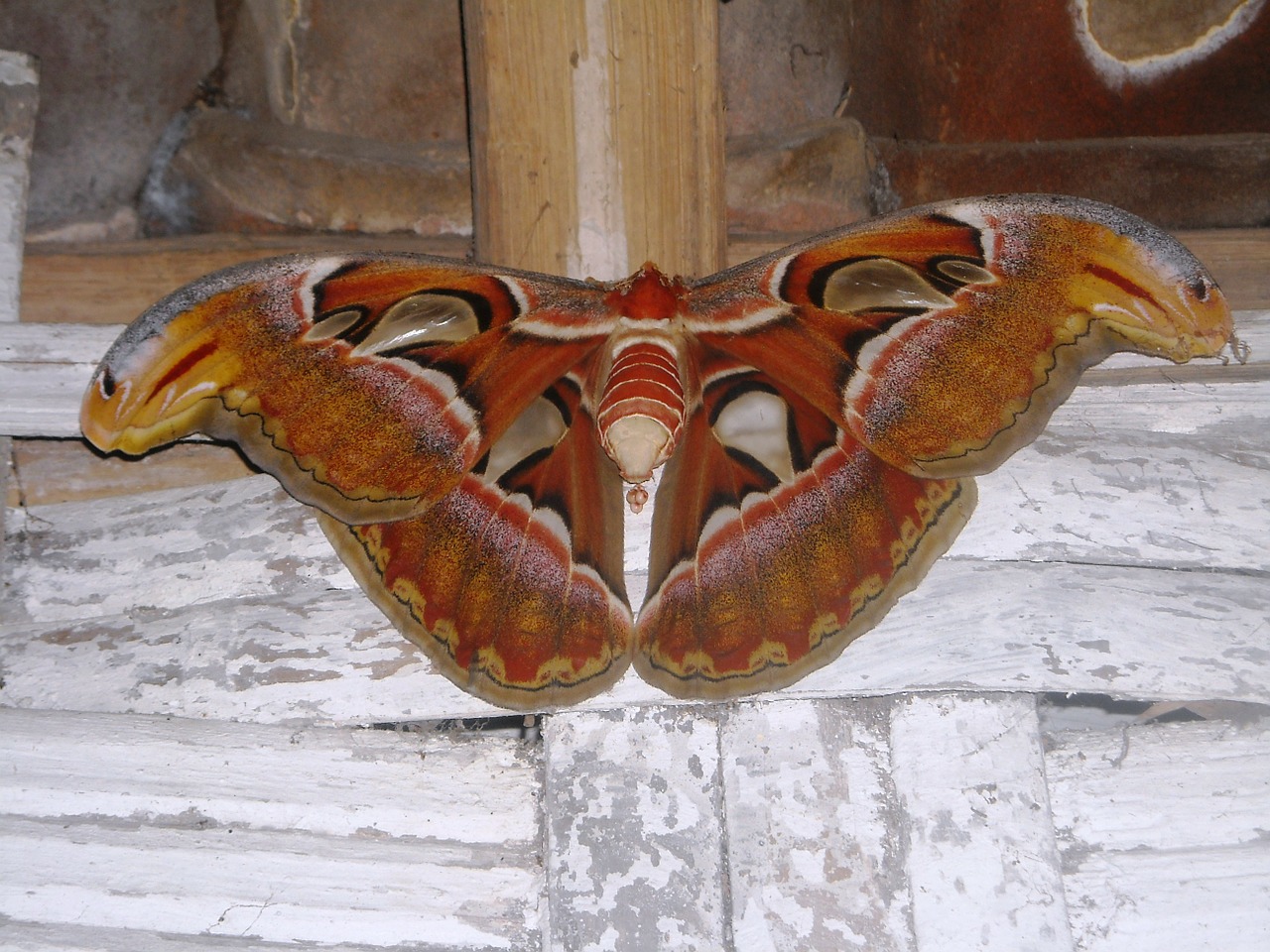 butterfly elephant brown free photo