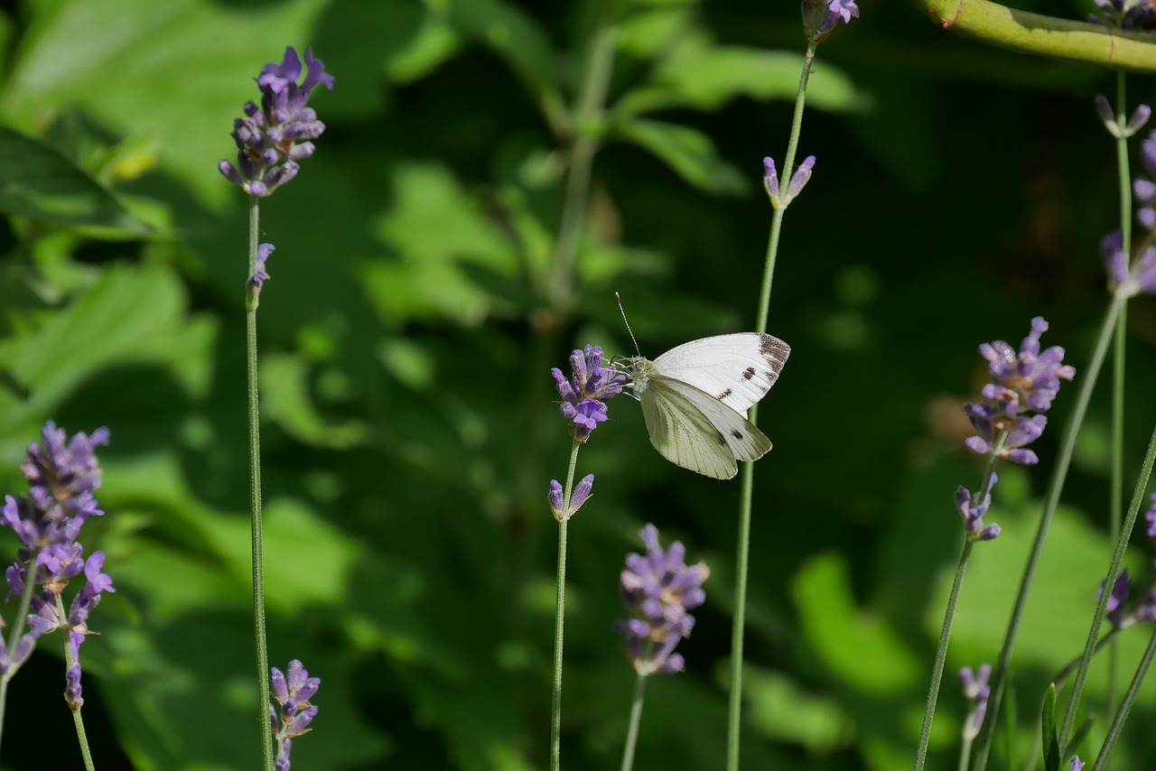 butterfly  white  insect free photo