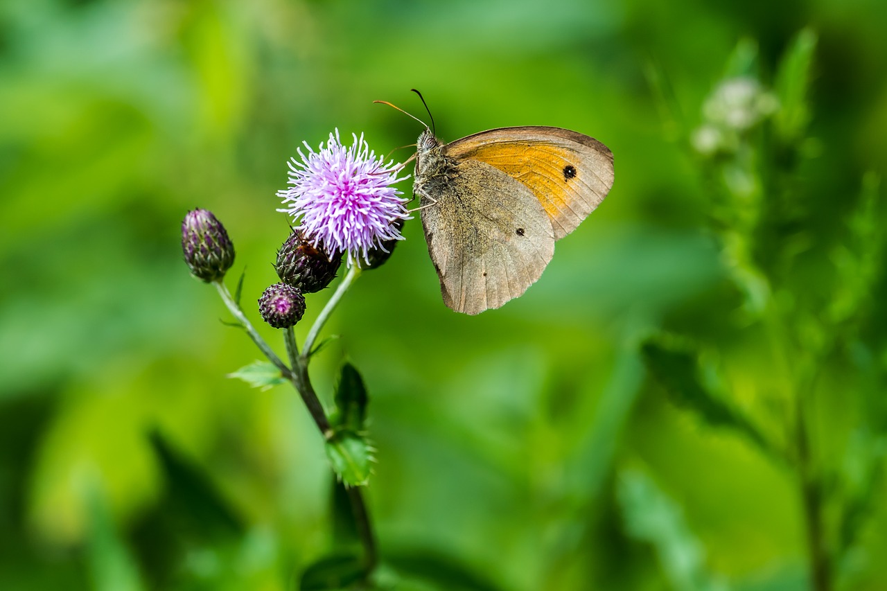 butterfly  flower  nature free photo