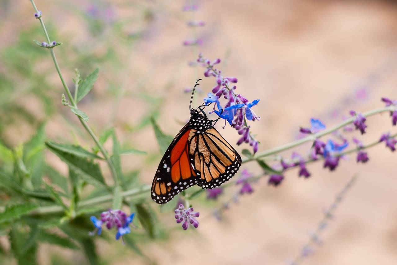 butterfly  garden  nature free photo