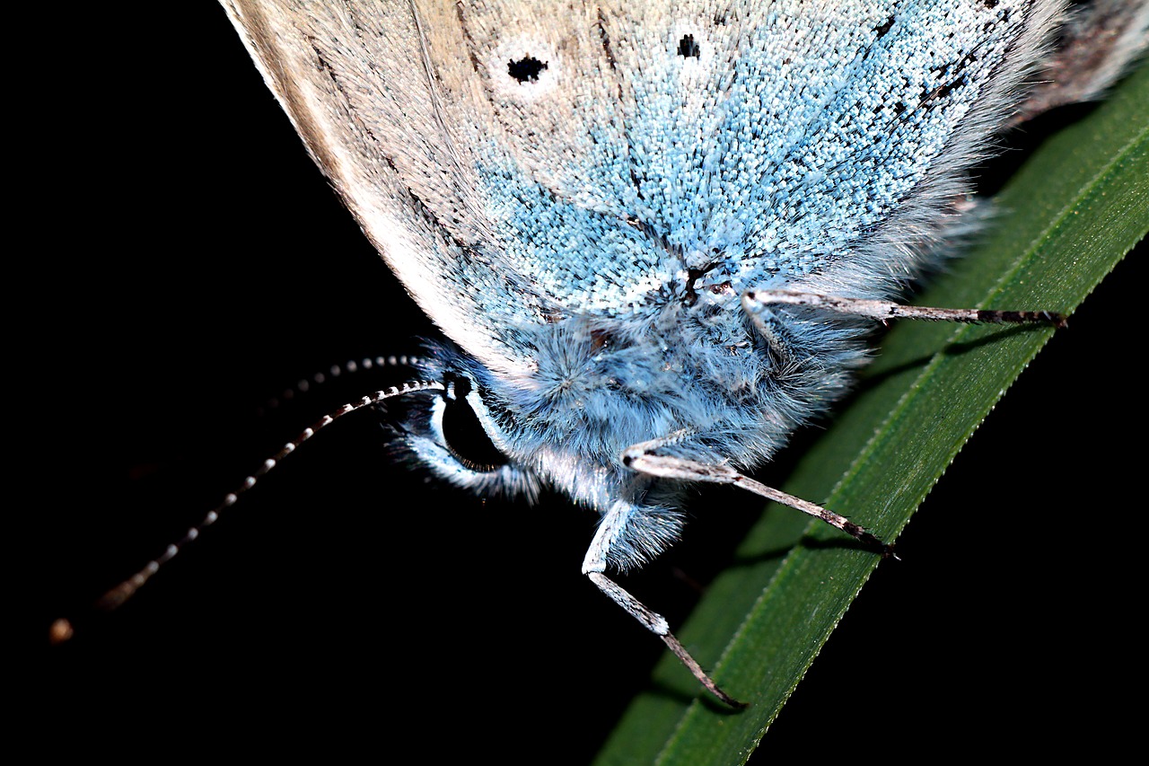 butterfly  insect  macro free photo