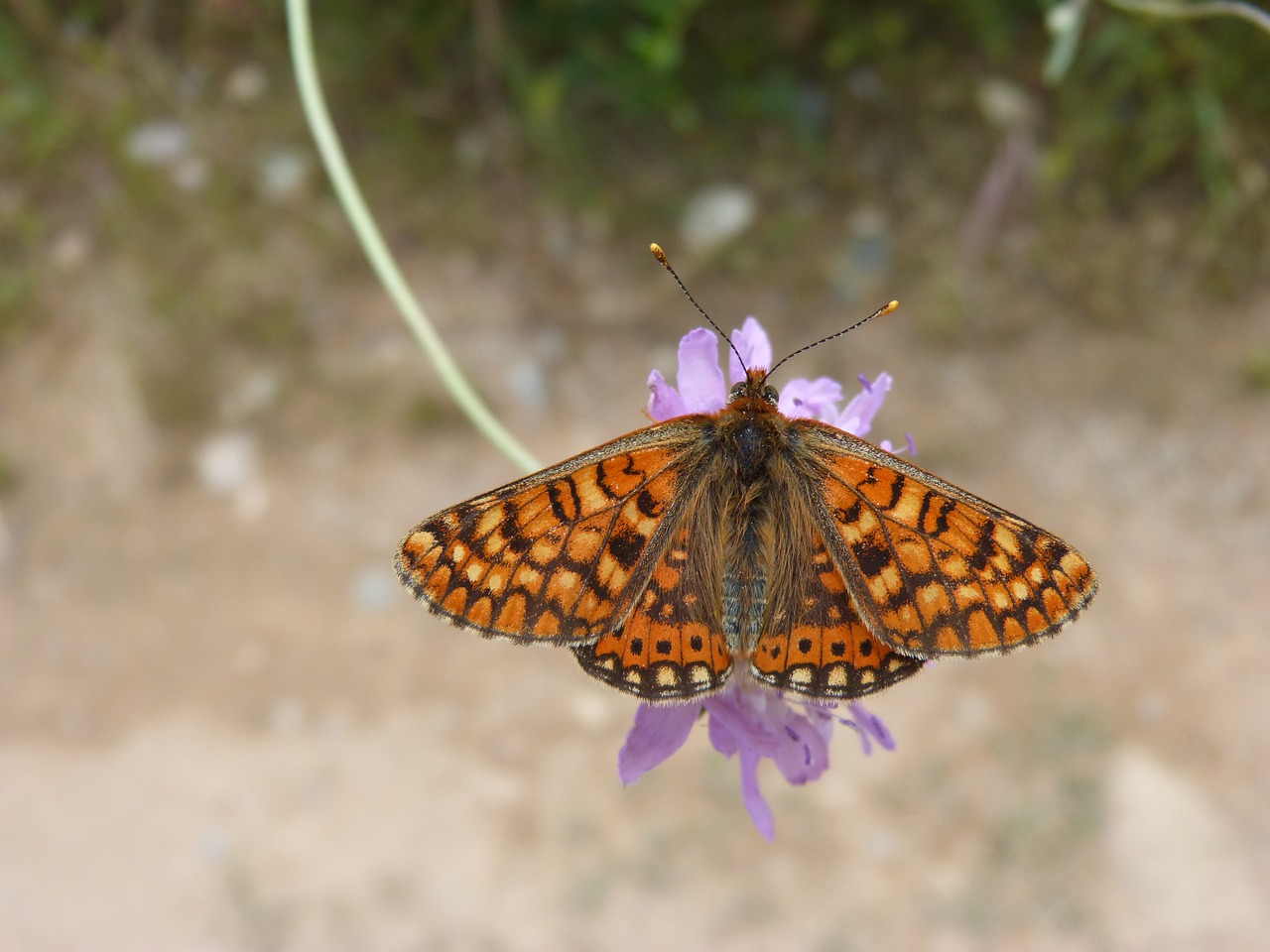 butterfly  damero knapweed  melitaea phoebe free photo