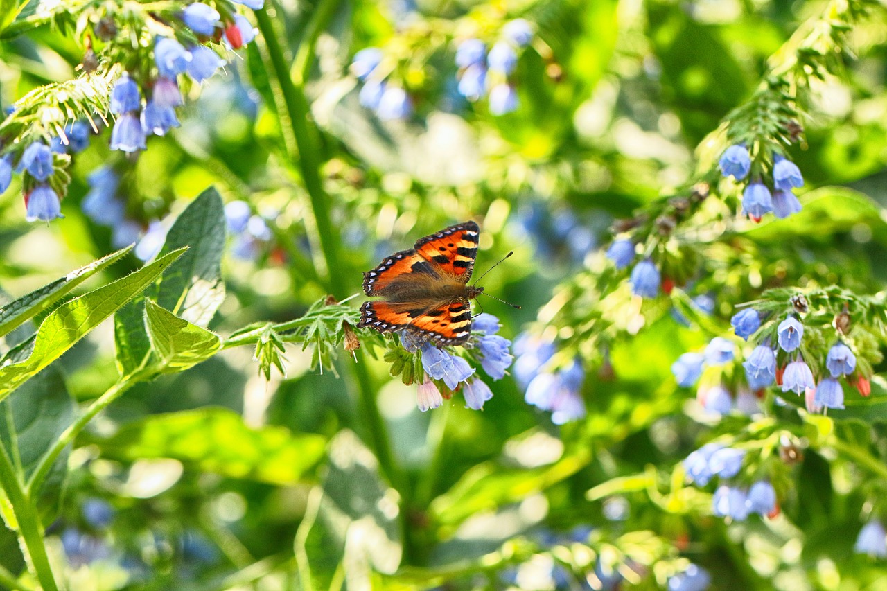 butterfly  nature  flower free photo