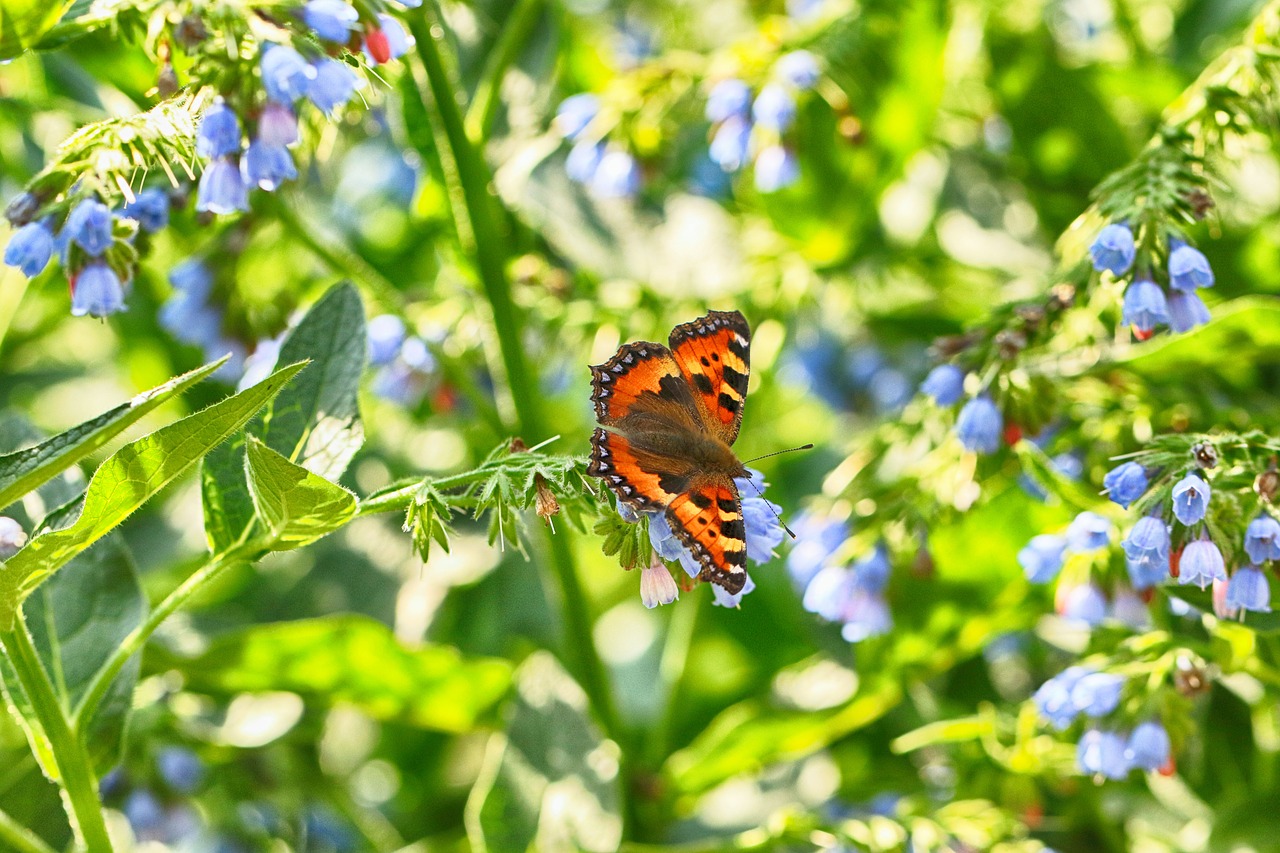 butterfly  nature  flower free photo