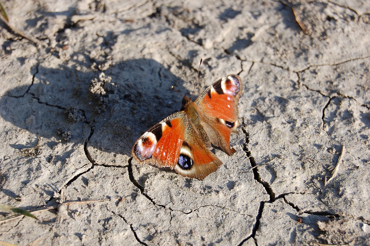 butterfly  nature  insect free photo