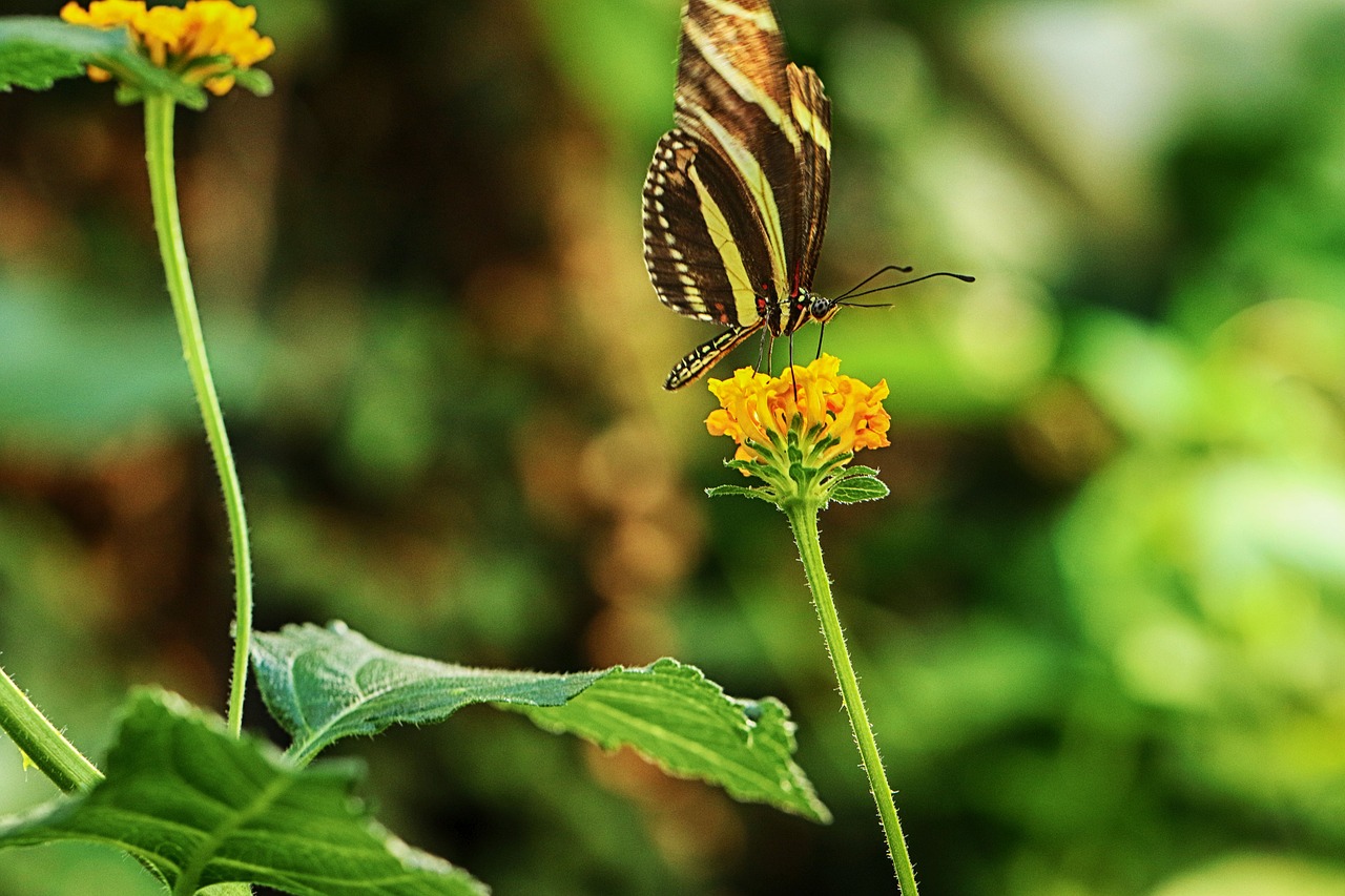 butterfly  flower  nature free photo