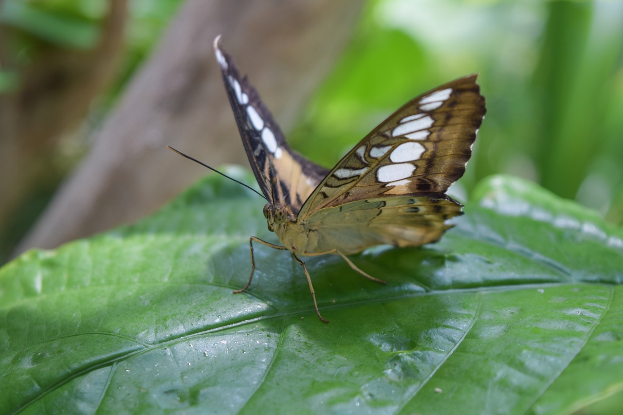 butterfly  nature  insect free photo