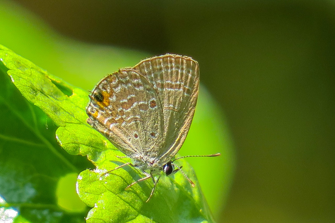 butterfly  beauty  insect free photo