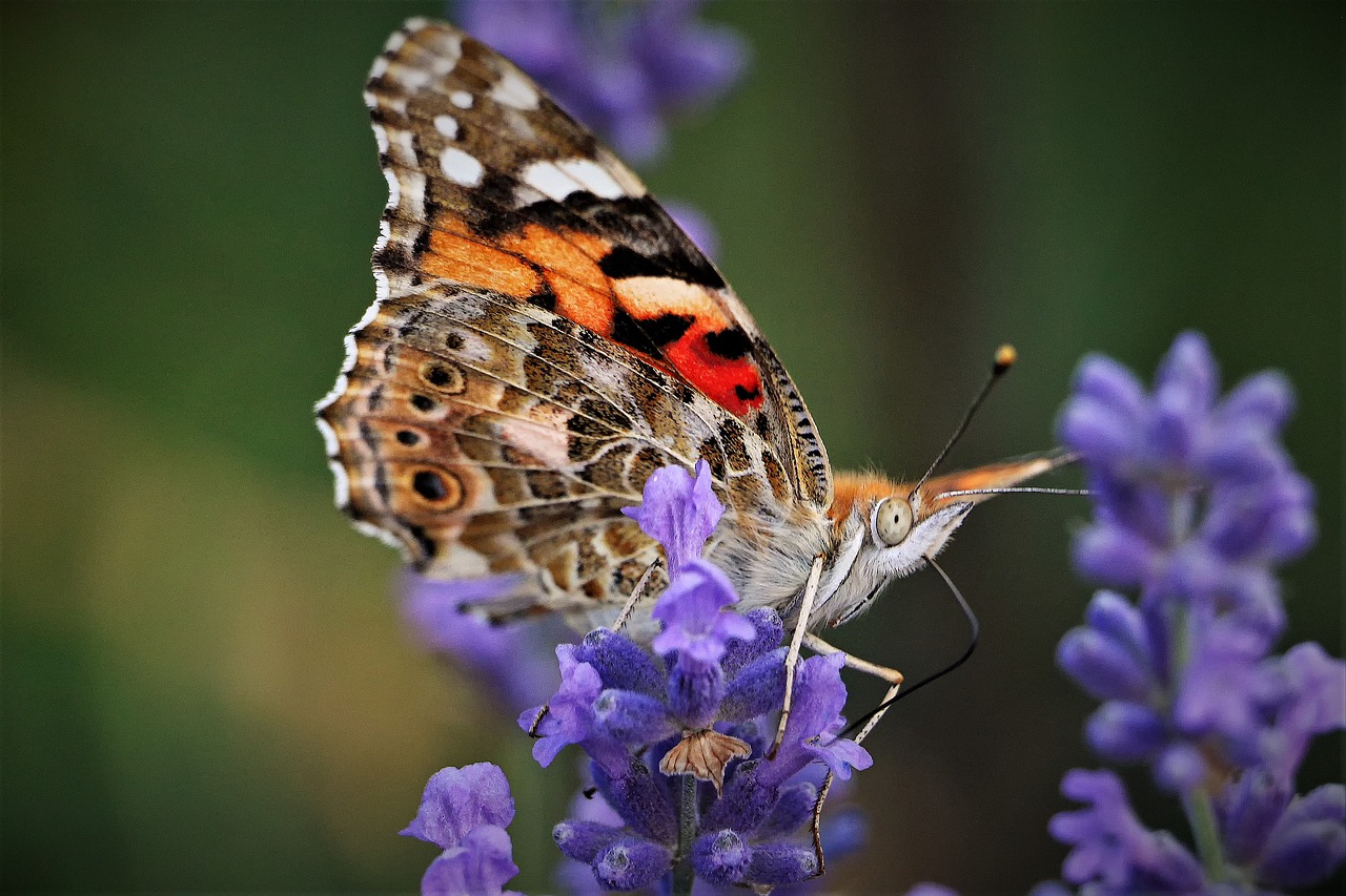 butterfly  summer  garden free photo