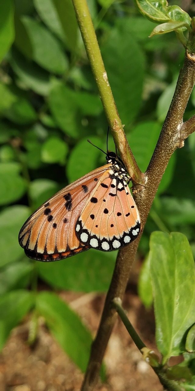 butterfly  orange  nature free photo