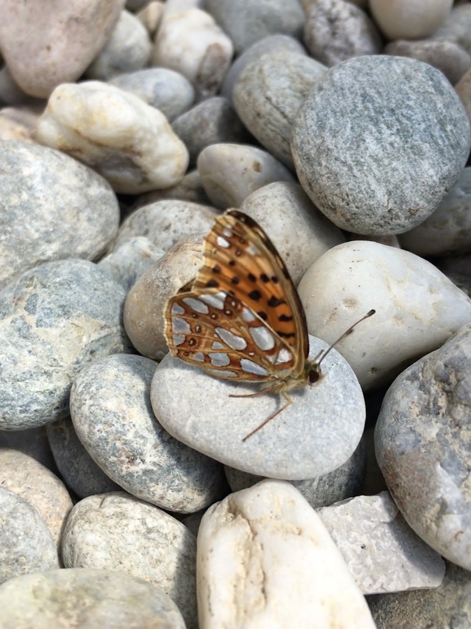 butterfly  stones  insect free photo