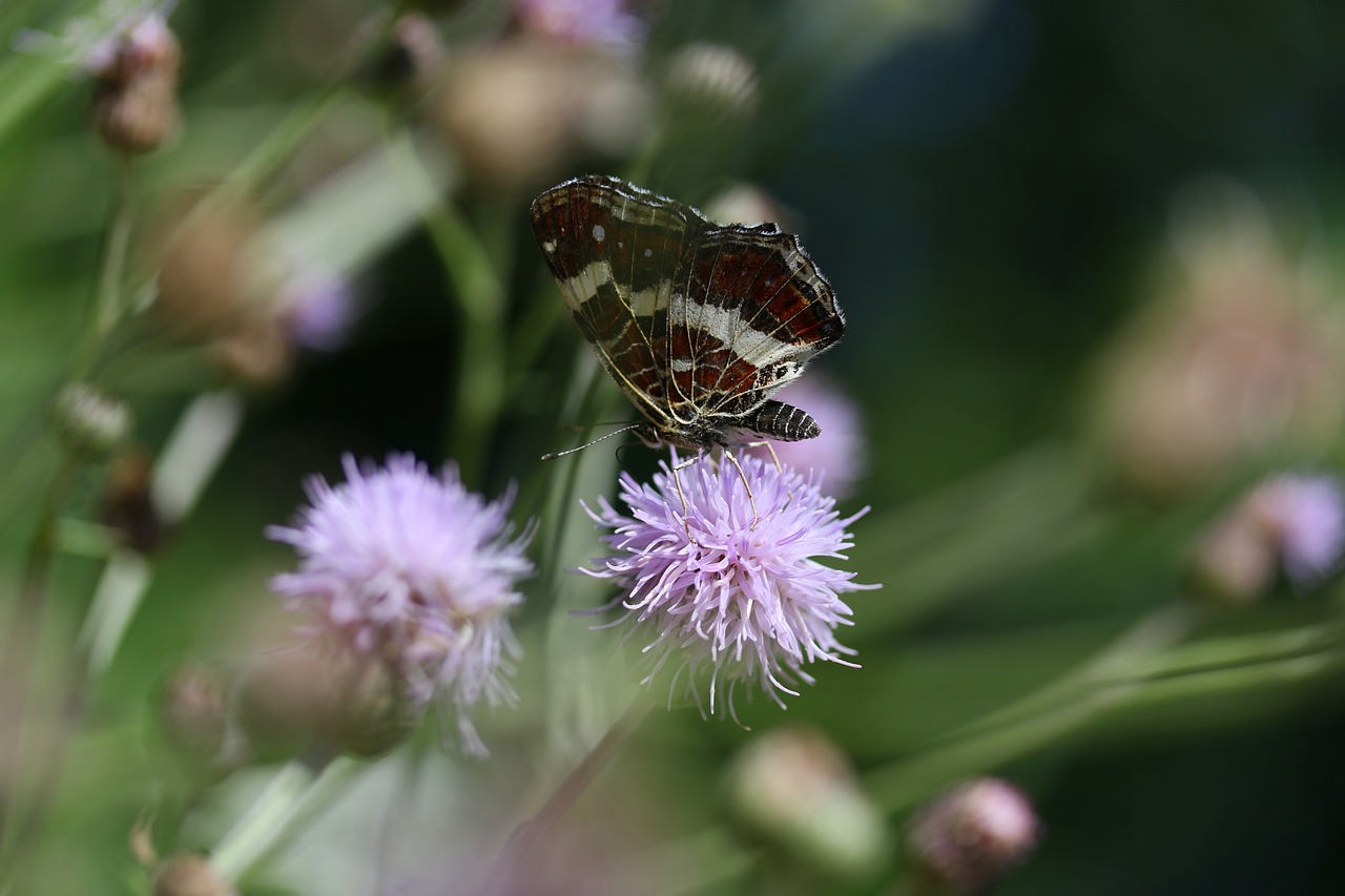 butterfly  black  flower free photo