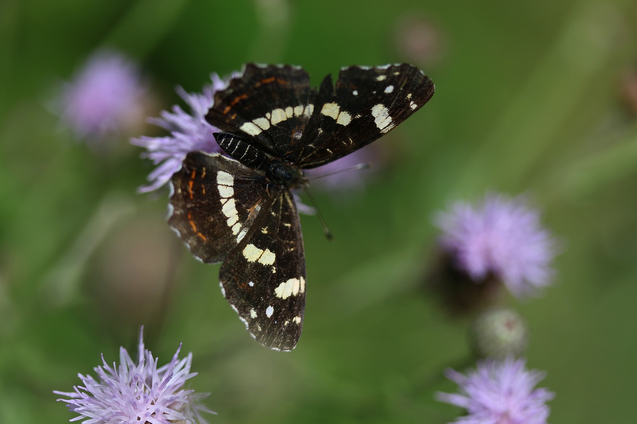 butterfly  black  flower free photo