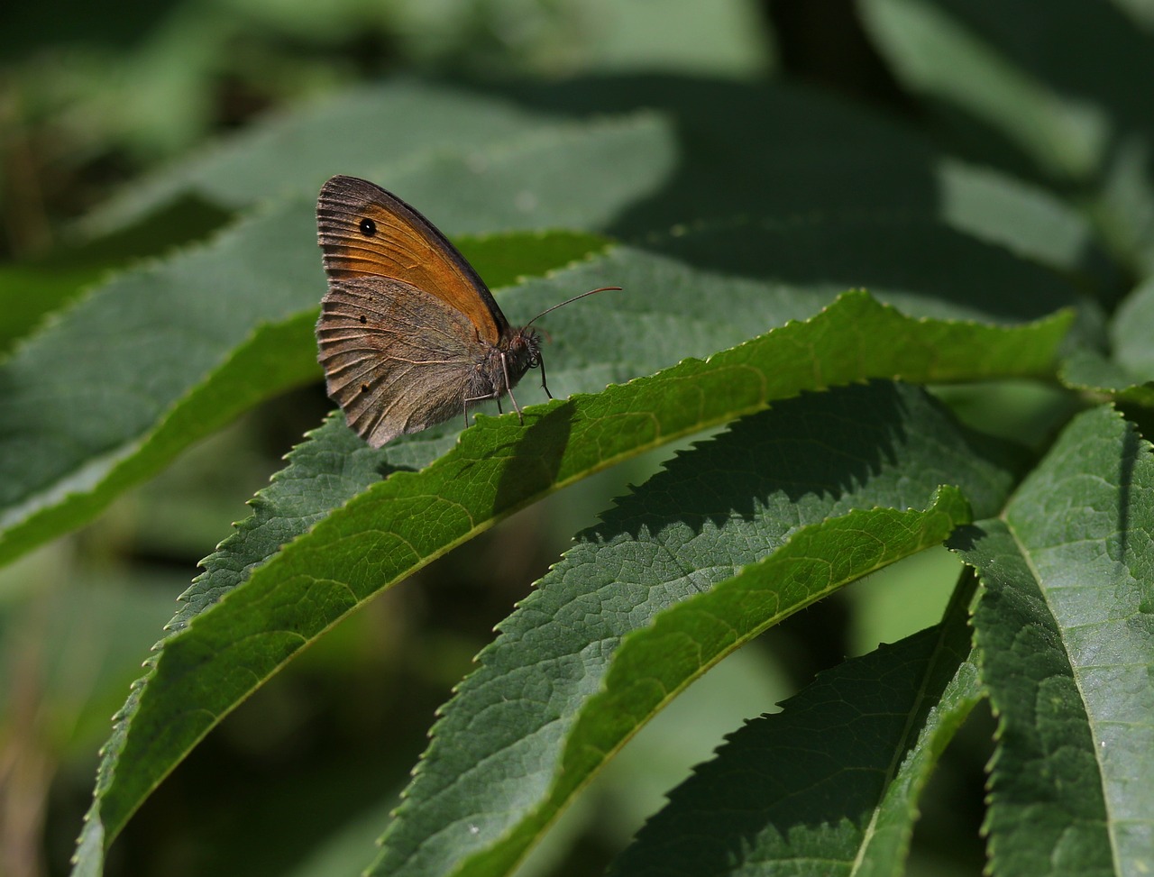 butterfly  brown  wings free photo