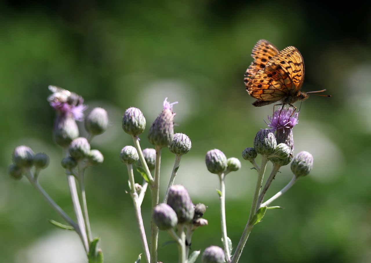 butterfly  brown  wings free photo