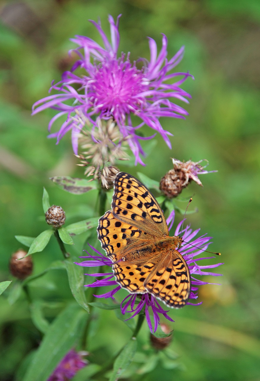 butterfly  meadow  flower free photo