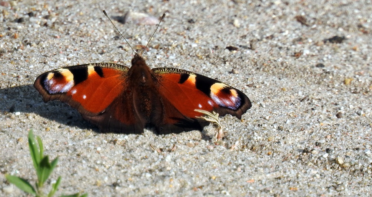 butterfly  spring  insect free photo