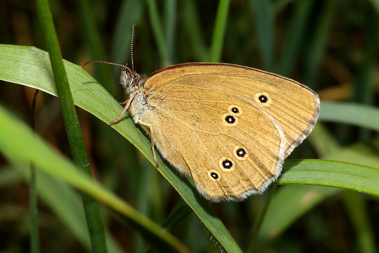 butterfly  insect  macro free photo