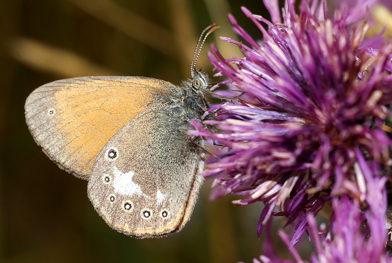 butterfly  insect  macro free photo